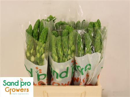 Ornithogalum thyrsoides 'Milky Way'