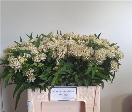 Asclepias incarnata