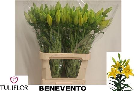 Lilium (LA-hybrids Grp) 'Benevento'