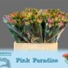 Alstroemeria florinca Pink Paradiso
