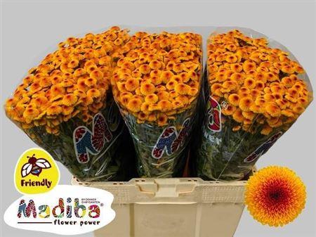 Snijbloemen overig