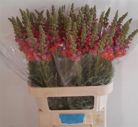 Antirrhinum majus 'Potomac Dark Orange'
