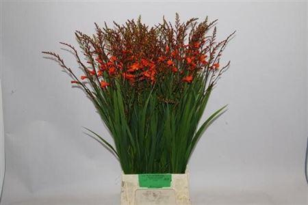 Crocosmia 'Red King'