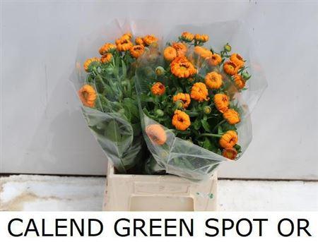 Calendula officinalis 'Green Spot Orange'