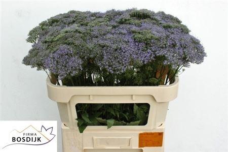 Snijbloemen overig