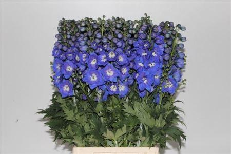 Delphinium dubbelbloemig (Elatum Grp) 'Delphi's Morninglight'