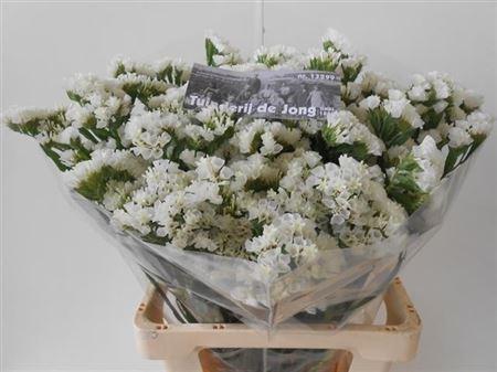 Limonium sinuatum White Starlight Wings