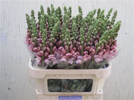 Antirrhinum majus 'Potomac lavender'