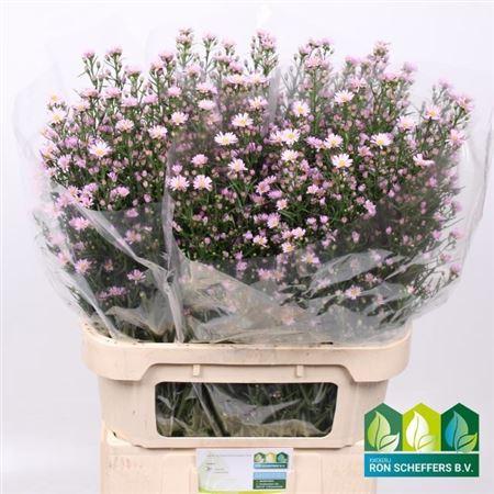 Aster (Universum Grp) 'Claudia'