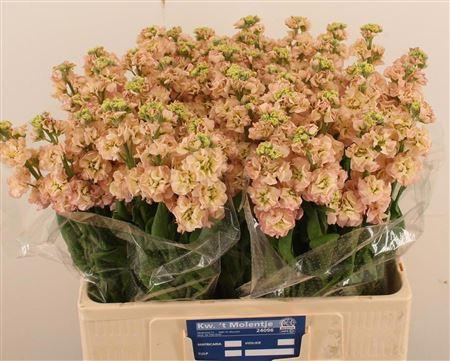 Matthiola incana 'Impala Apricot'