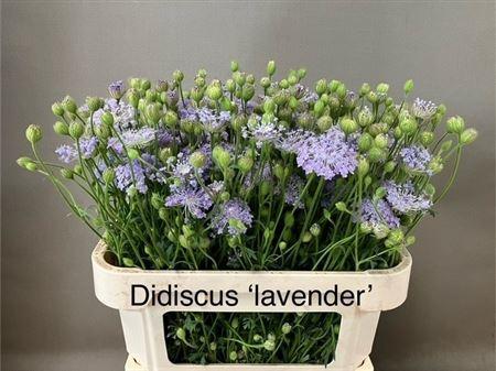 Snijbloemen overig