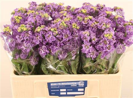 Matthiola incana 'Impala Lavender'