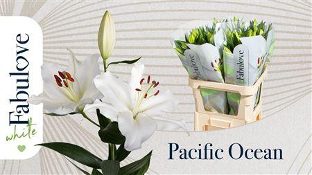 Lilium (Oriental Grp) 'Pacific Ocean'