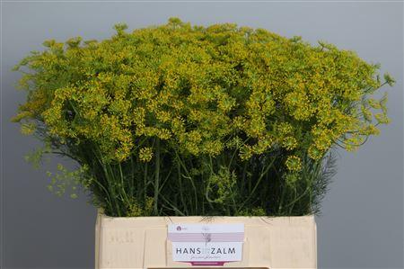 Anethum graveolens