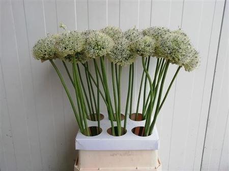 Allium 'Mount Everest'