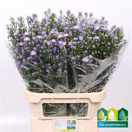 Aster (Universum Grp) 'Cassandra'