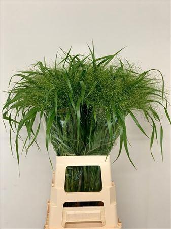 Panicum virgatum 'Fontaine'