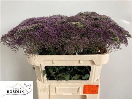 Trachelium caeruleum 'Corine Purple'