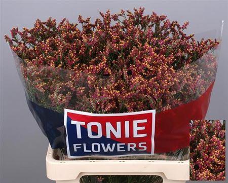 Limonium sinense Scarlet Diamond