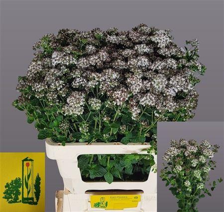 Origanum 'White Piry'