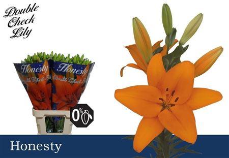 Lilium (LA-hybrids Grp) 'Honesty'