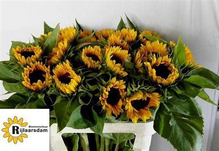 Helianthus annuus 'Sunrich Orange'
