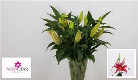 Lilium (Oriental Grp) 'Indiana'