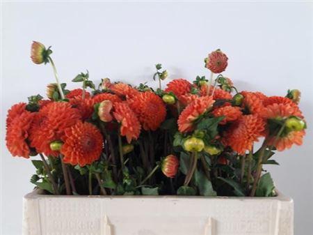Dahlia (Pompon Grp) 'Souvenir d'Ete'