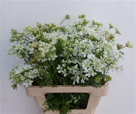 Orlaya grandiflora 'White Finch'