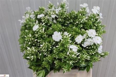 Phlox (Paniculata Grp) 'Danielle'