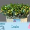Alstroemeria Layla
