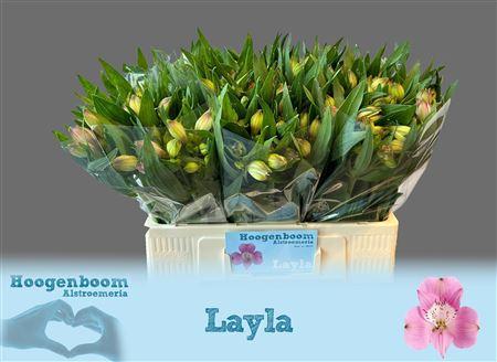 Alstroemeria Layla