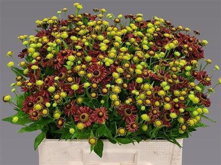 Helenium 'Red King'
