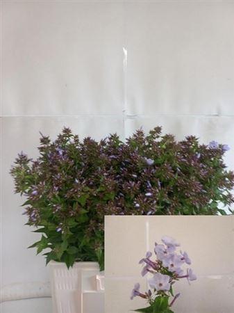 Phlox (Paniculata Grp) Miss Lolita