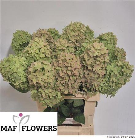 Hydrangea paniculata Magical Candle (classic)