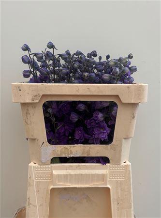 Delphinium dubbelbloemig (Elatum Grp) Dev Purple Heart