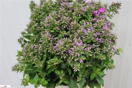 Phlox (Paniculata Grp) 'Blue Boy'