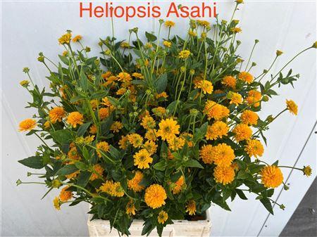 Heliopsis helianthoides 'Asahi'