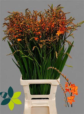 Crocosmia 'Peach Melba'