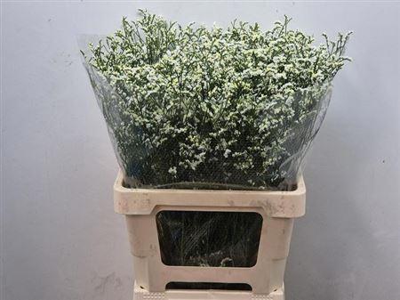 Limonium sinense Mountain Diamond