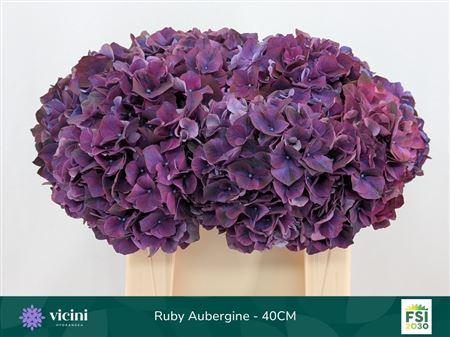 Hydrangea macrophylla Magical Rubyred (paars)