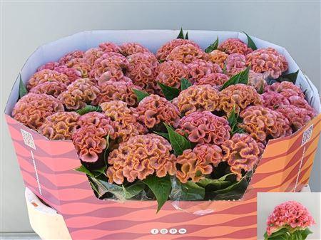 Celosia argentea (Cristata Grp) 'Pink Delight'