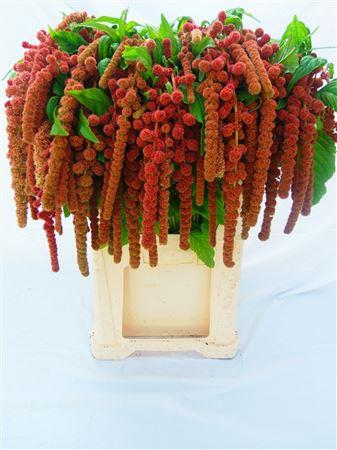 Amaranthus caudatus 'Coral Fountain'