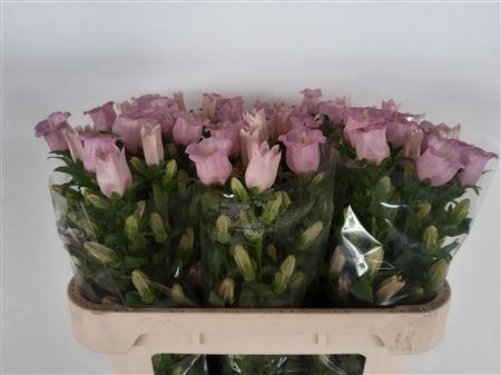 Campanula medium 'Campana Pearl Pink'