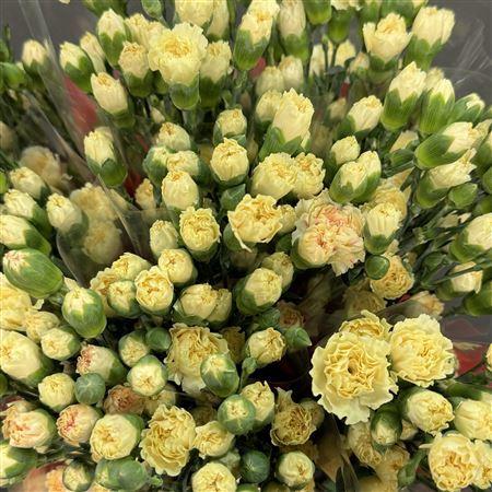 Dianthus tros 'Creme Intermezzo'