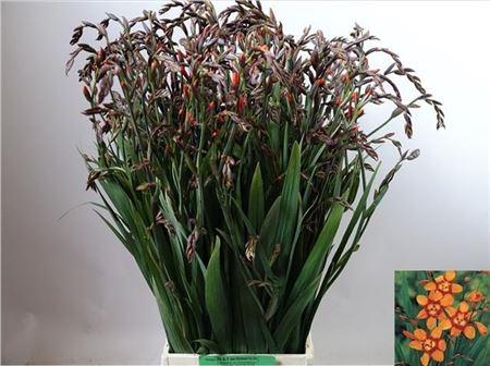 Crocosmia x crocosmiiflora 'Emily McKenzie'