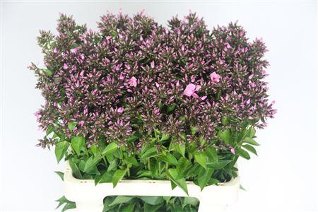 Phlox (Paniculata Grp) 'Sweet Dance'