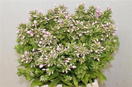 Phlox (Paniculata Grp) 'Jeff's Pink'
