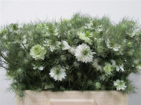 Nigella per bos damascena overig wit