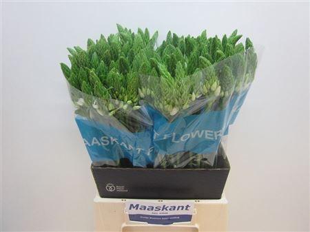 Ornithogalum thyrsoides 'Mount Fuji'